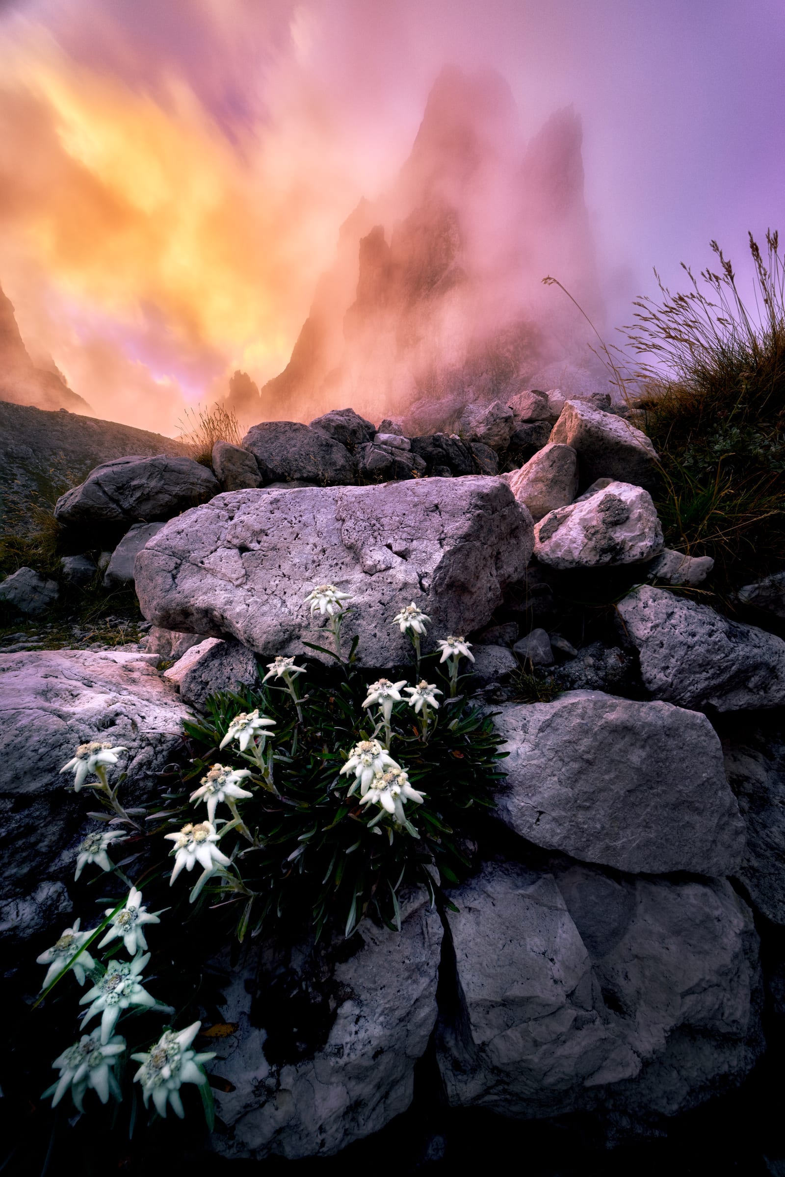 Edelweiss meets the rare lights